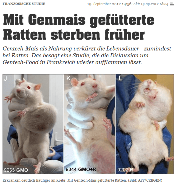 Beweist eine Studie, dass Genmais Krebs verursacht?